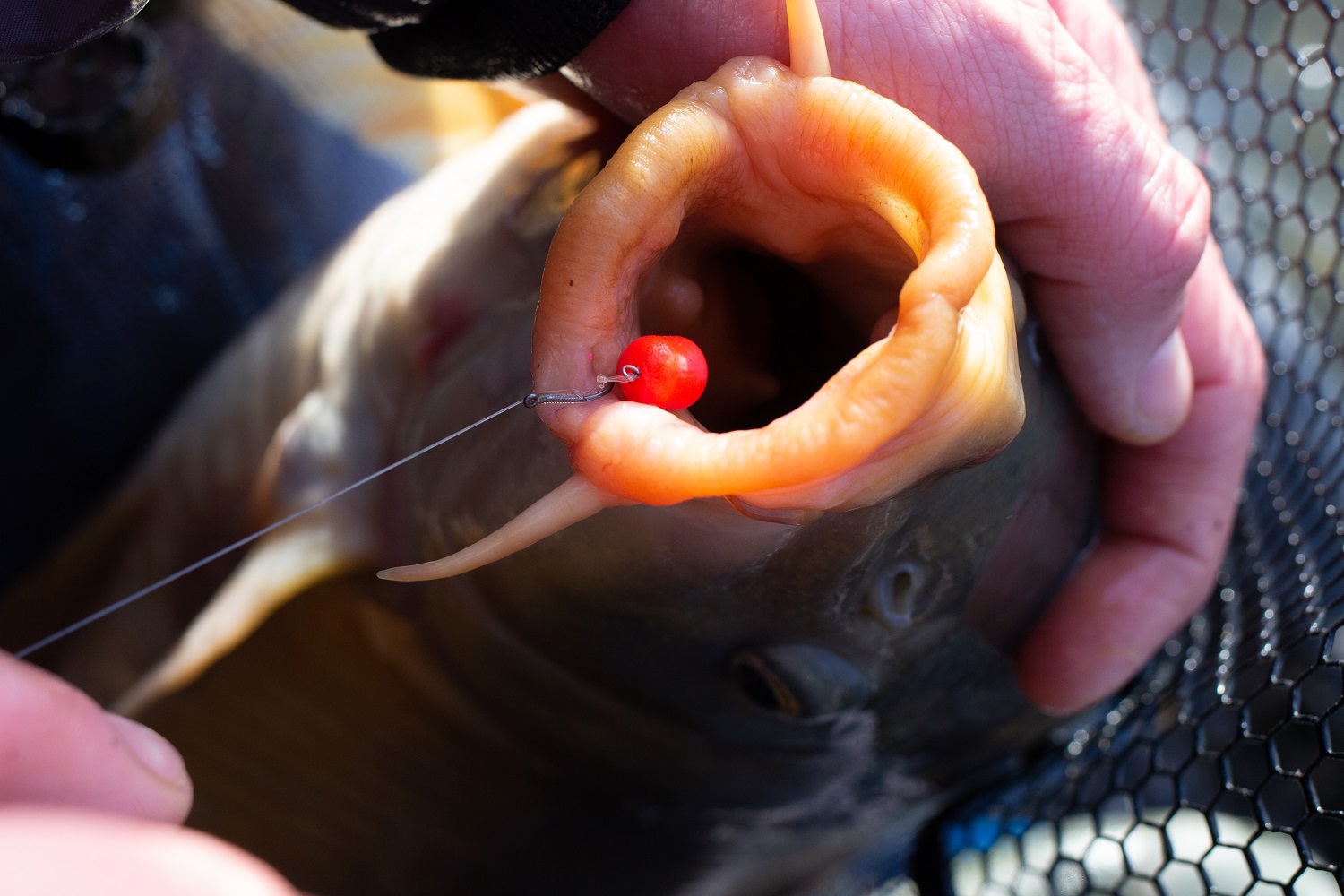 Unhooking a carp